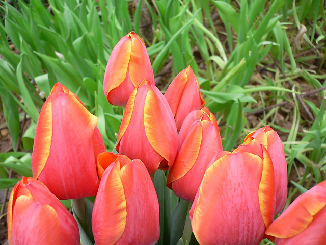 Darwin Hybrid Tulip 'Ad Rem ...