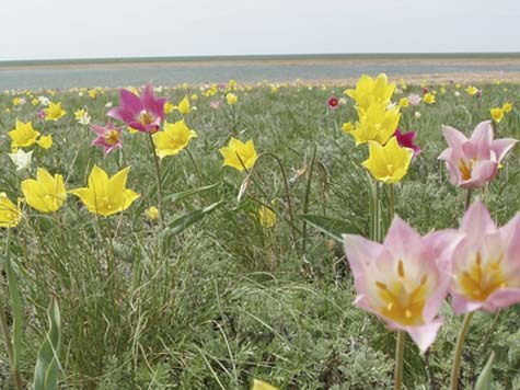 Tulipa gesneriana ...