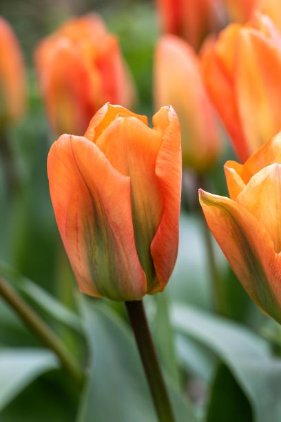 Temple's Favourite Tulip Bulbs ...