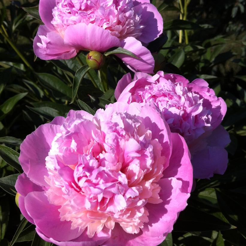 Raspberry Sundae Peony (Paeonia 'Raspberry Sundae') in ...