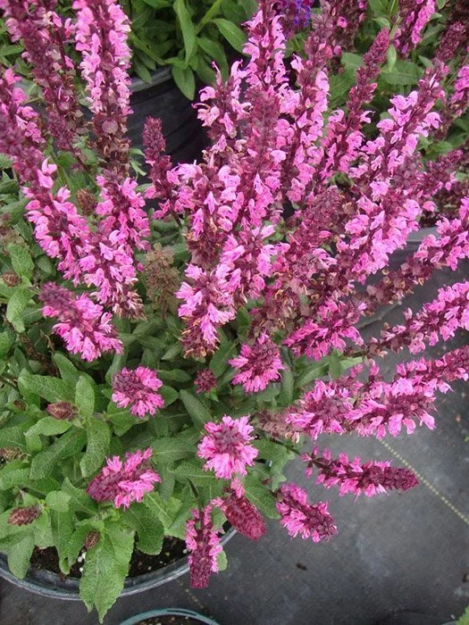 Шалфей дубравный розовый (Salvia nemorosa Pink) - Магазин для ...