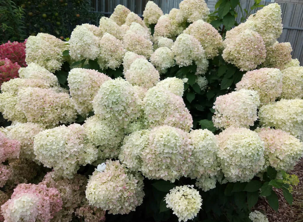 Гортензия метельчатая `Саммер Сноу`, Hydrangea paniculata ...