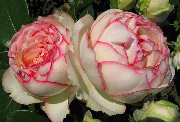 White - Pink - miniature rose - - - Biedermeier® - Buy Roses ...