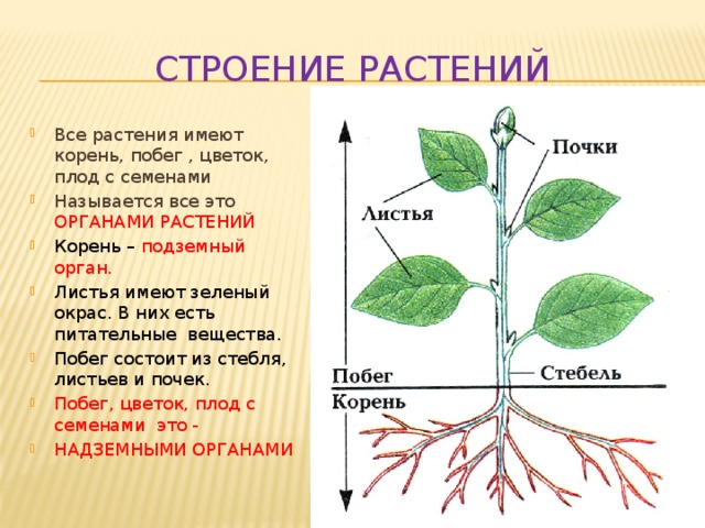 БИОЛОГИЯ