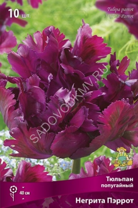 Tulip 'Kansas Proud' (10 Bulbs). Beautiful Ombre Flowers