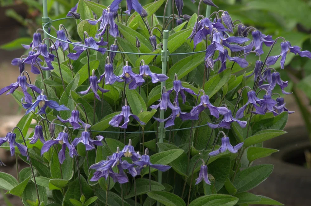 Клематис цельнолистный 'Хадсон Ривер' / Clematis integrifolia ...