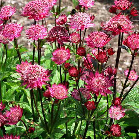 Астранция / Звездовка большая Шегги (Astrantia major ...