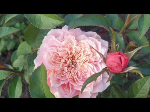 Rosa la garden wabara mikoto | ROGGARD | Rosa Garden/Scented ...