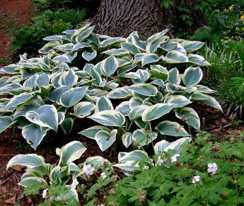 Хоста гибридная Эль Нино (hosta) 🌿 хоста Эль Нино обзор: как ...