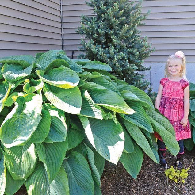 Hosta Empress Wu — Плідник Круглик