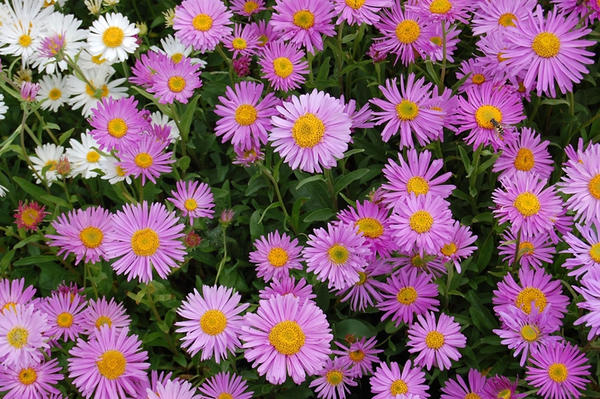 Астра альпийская белая (Aster alpestris) - купить саженцы в ...