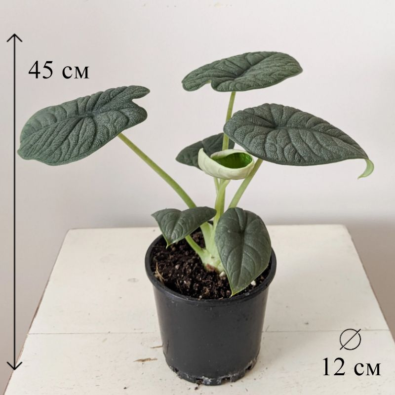 Алоказия Мело | Интернет-магазин Plantor