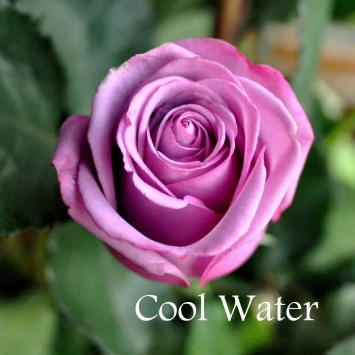 Sweet Serenity Cool Water Roses | FlowerFix