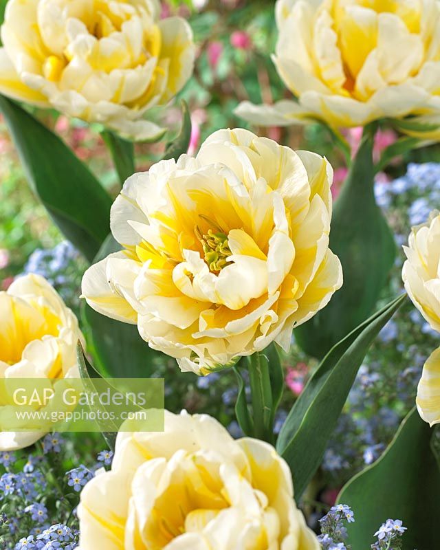 Tulipa 'Flaming Evit... stock photo by ...