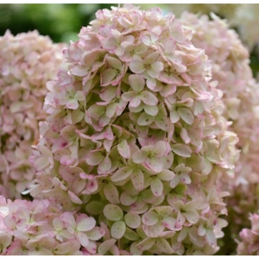 Hydrangea macrophylla 'Light-O-Day (First Editions ...