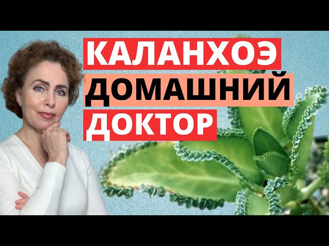 Лечебные свойства каланхоэ - в народе его называют «хирург ...