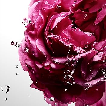 Cool Water | ROSE OF ROSES