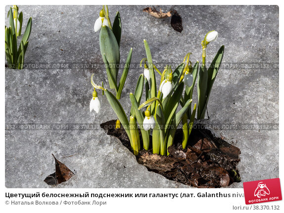 Скачать картинки Галантус, стоковые фото Галантус в хорошем ...