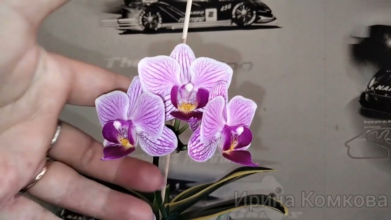 Орхидея Dtps. Sogo Berry x Sogo Vivien - купить, доставка Украина