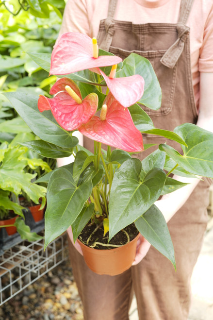 Anthurium andr. 'Minnesota' - Houseplants - Arboretum Garden ...