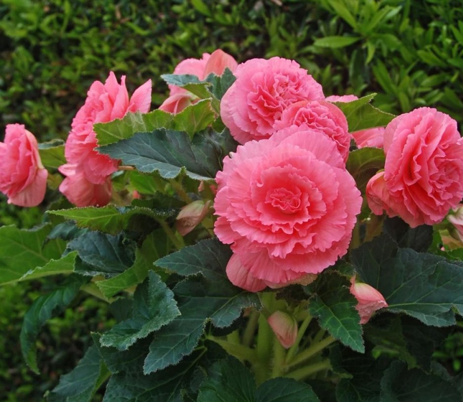 Бегония природники: Begonia brevirimosa; Pavonia купить в ...