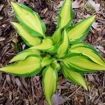 Hosta hybride Inniswood ...