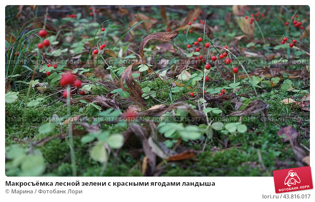 ТОП-5 ядовитых растений, которые можно встретить поблизости ...