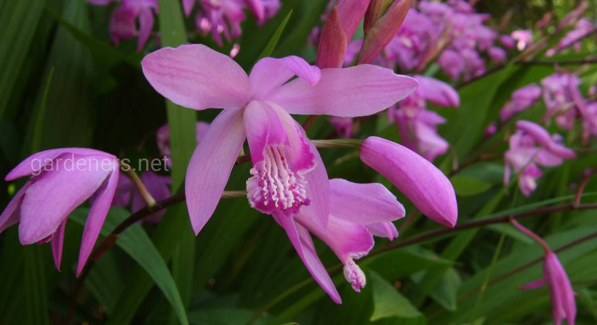 Bletilla striata - Блетилла стриата ...