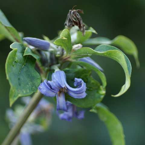 Clematis heracleifolia 'Cassandra' 3 Litres - sussex climbers ...