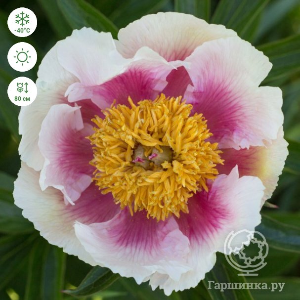 Paeonia 'Athena' - p... stock photo by Stephen Studd, Image ...