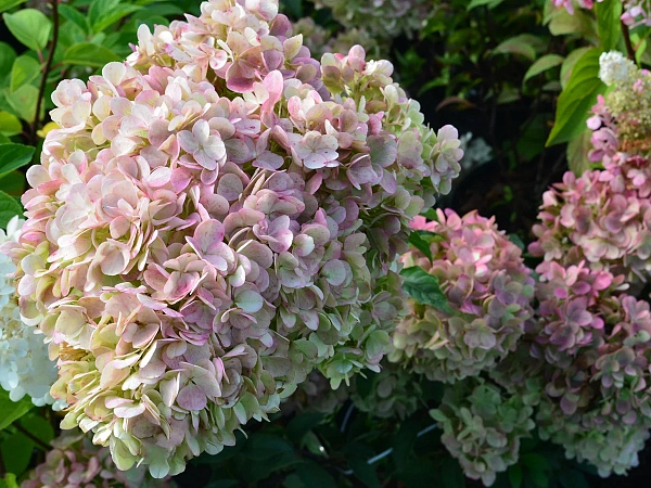 Гортензия метельчатая Ванилла Фрайз (Hydrangea paniculata ...