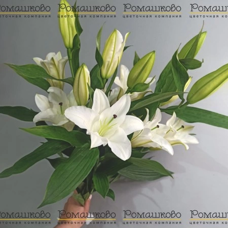 24112 Lilium 'Lucky Angel'