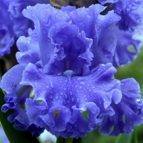 Sea Power | Tall bearded Iris - Nola's ...