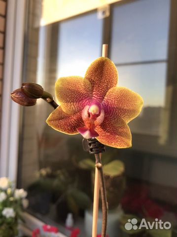 Phal. Sogo Lawrence -2.5' Mericlone | Passiflora.ru - Сервис ...