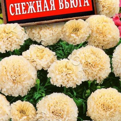 Семена Гипсофила махровая Снежная вьюга ...