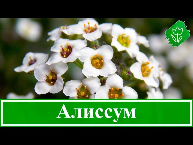 Алиссум Обыкновенная Блю – купить семена в интернет-магазине ...