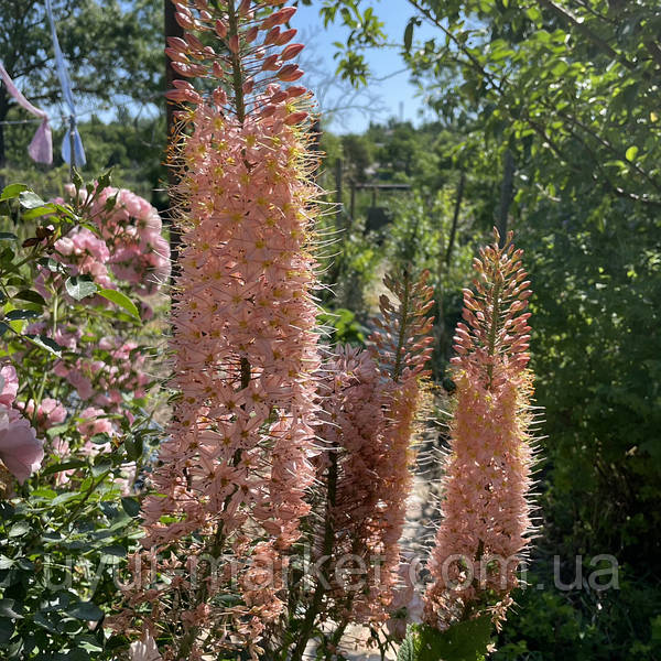 Эремурус (Eremurus) узколистный садовый сортовый розовый ...