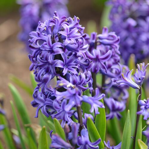 Hyacinth, Hyacinthus orientalis Blue Pearl Our beautiful Wall ...