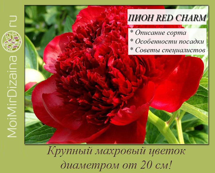 Paeonia Lactiflora (D) Red Charm | Passiflora.ru - Сервис ...