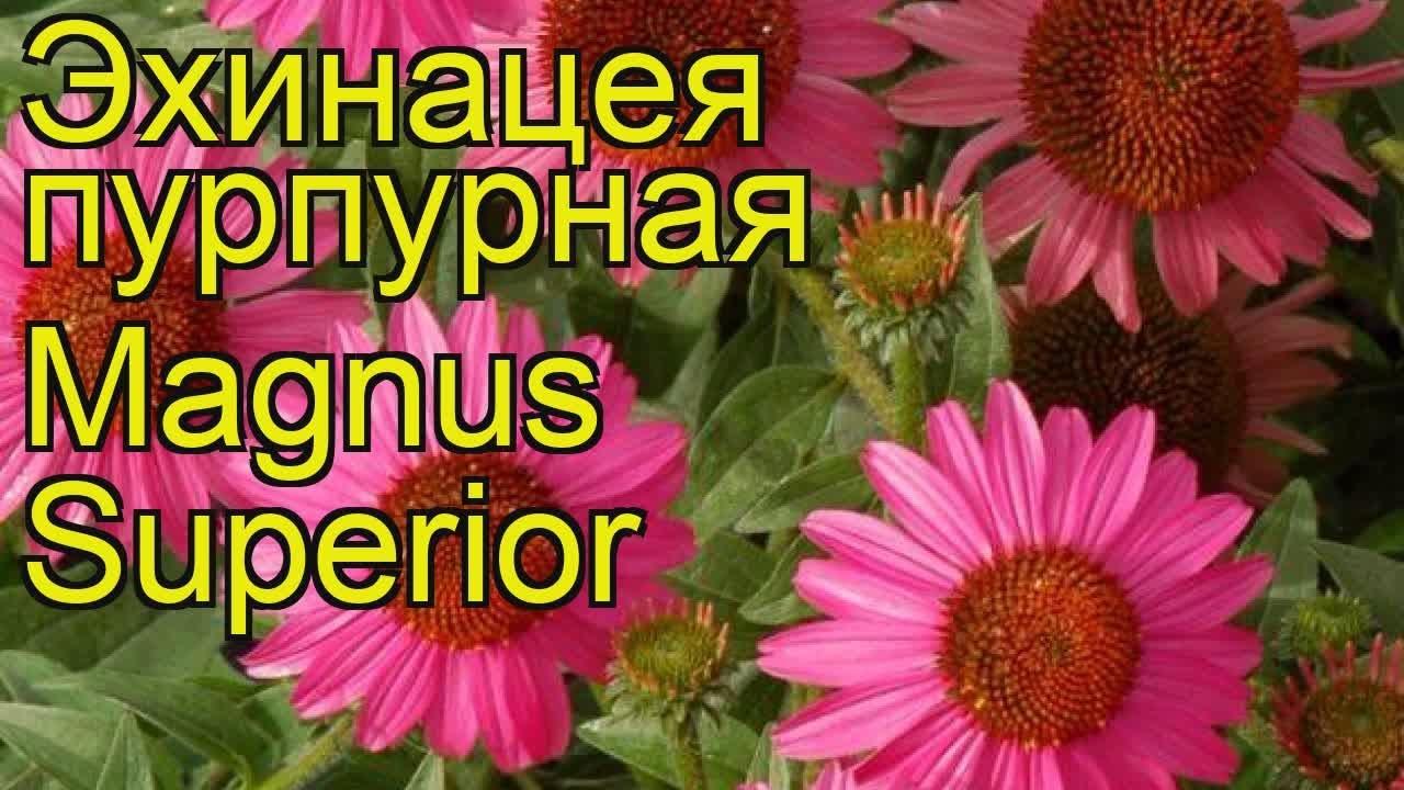 Эхинацея пурпурная (Echinacea purpurea `Razzmatazz ...