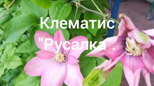 Виды клематиса, группы обрезки ...