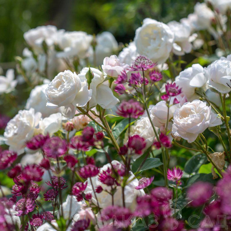 Роза Дездемона Rose Desdemona (Auskindling) David Austin ...