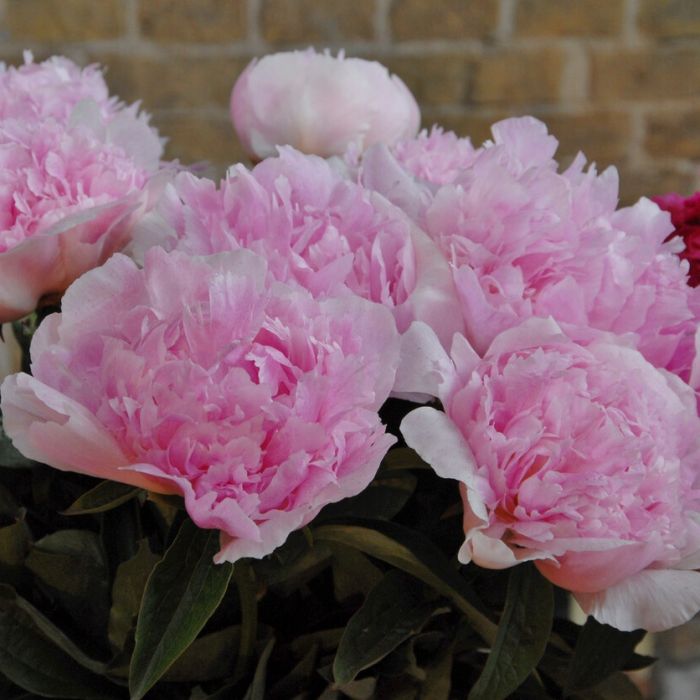 Peony Angel Cheeks 3/5 eyes – Growing Tkaronto Floristry