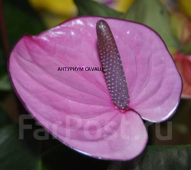 Антуриумы / Anthurium уход, описание, фото сортов - каталог ...