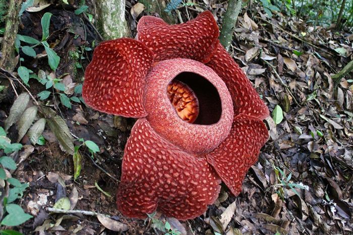 Файл:Dua Bunga Rafflesia arnoldii.jpg ...