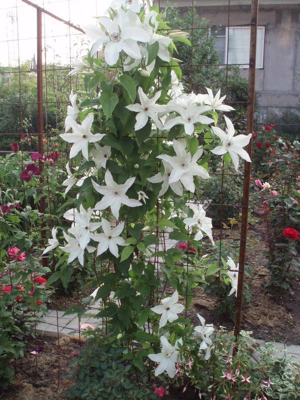 Клематисы - Clematis - Źródło Dobrych Pnączy