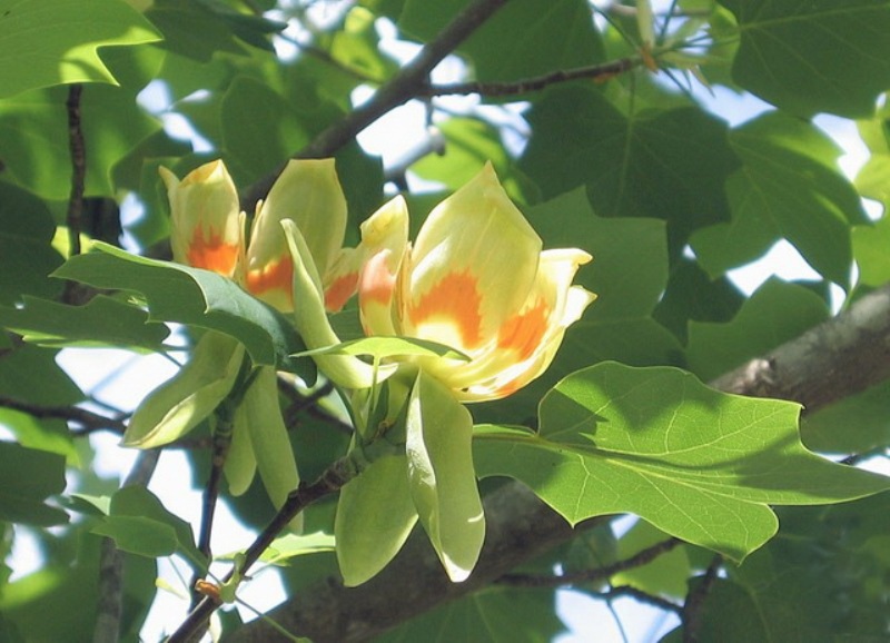 ГИНКГО ДВУЛОПАСТНЫЙ (GINKGO BILOBA) — НКО 