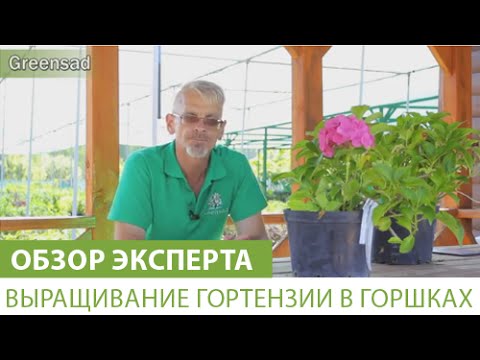 Как посадить гортензию в своем саду