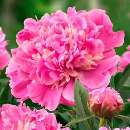 Paeonia 'Koningin Wilhelmina' - GARDENIDEA