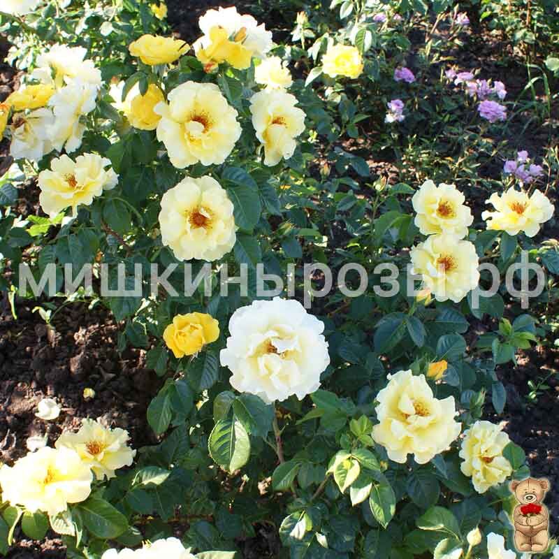 Роза Rajah's Rose (Раджас Роуз ...